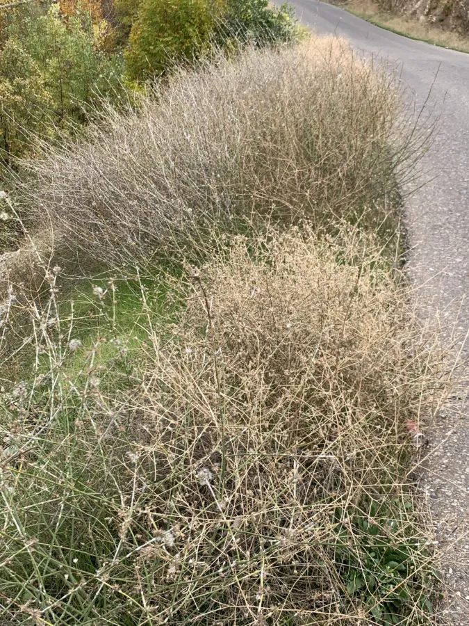 Chondrilla juncea