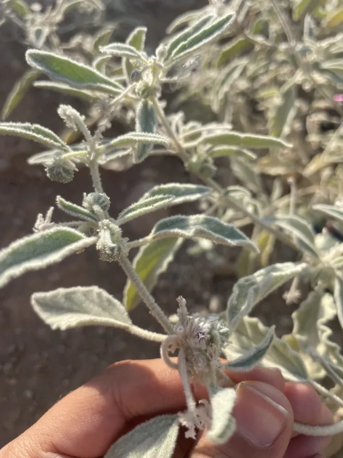 Chrozophora oblongifolia