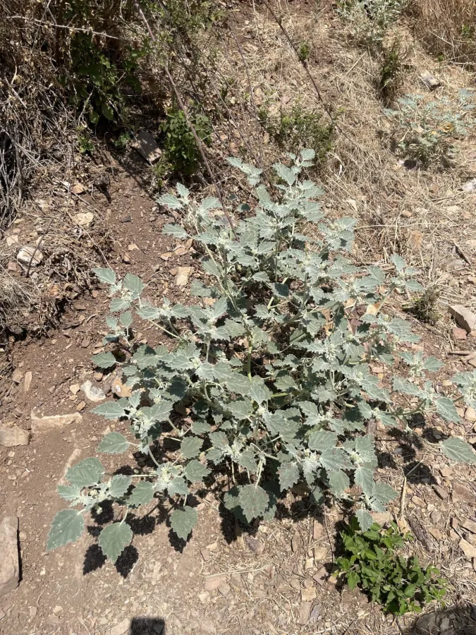 Chrozophora tinctoria