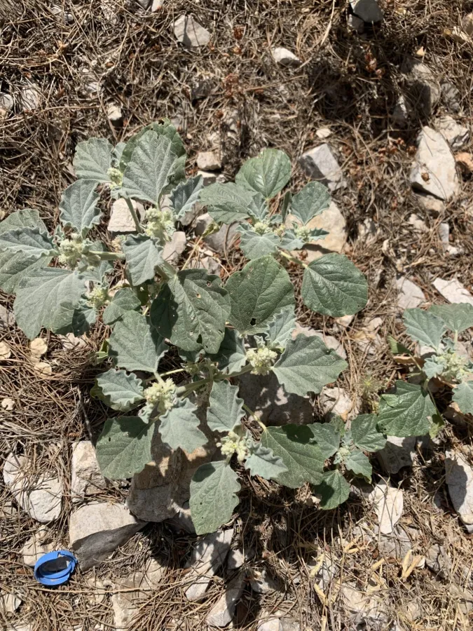 Chrozophora tinctoria