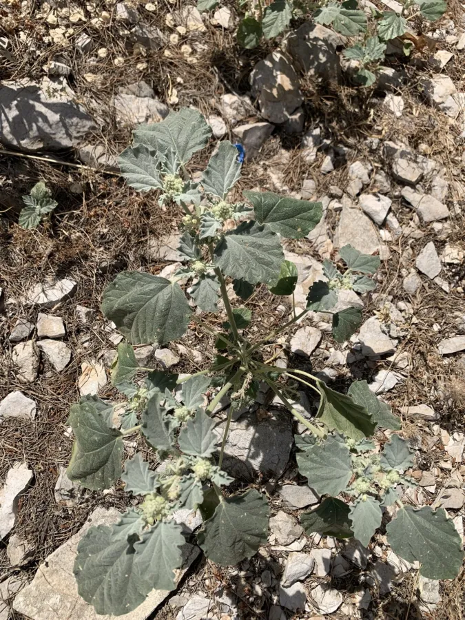 Chrozophora tinctoria