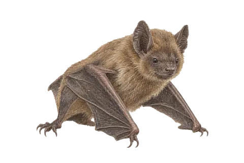 Lesser Mouse-eared bat