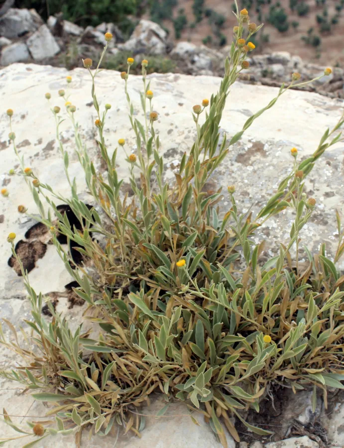 Chrysophtalmum montanum