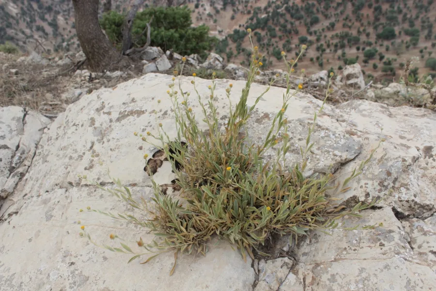 Chrysophtalmum montanum