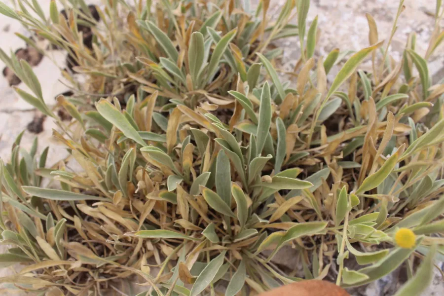 Chrysophtalmum montanum