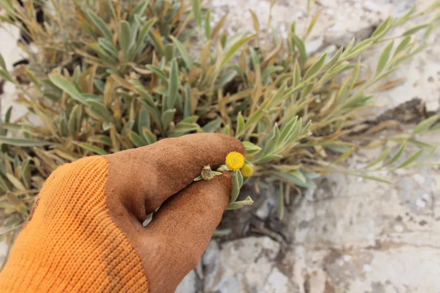 Chrysophtalmum montanum