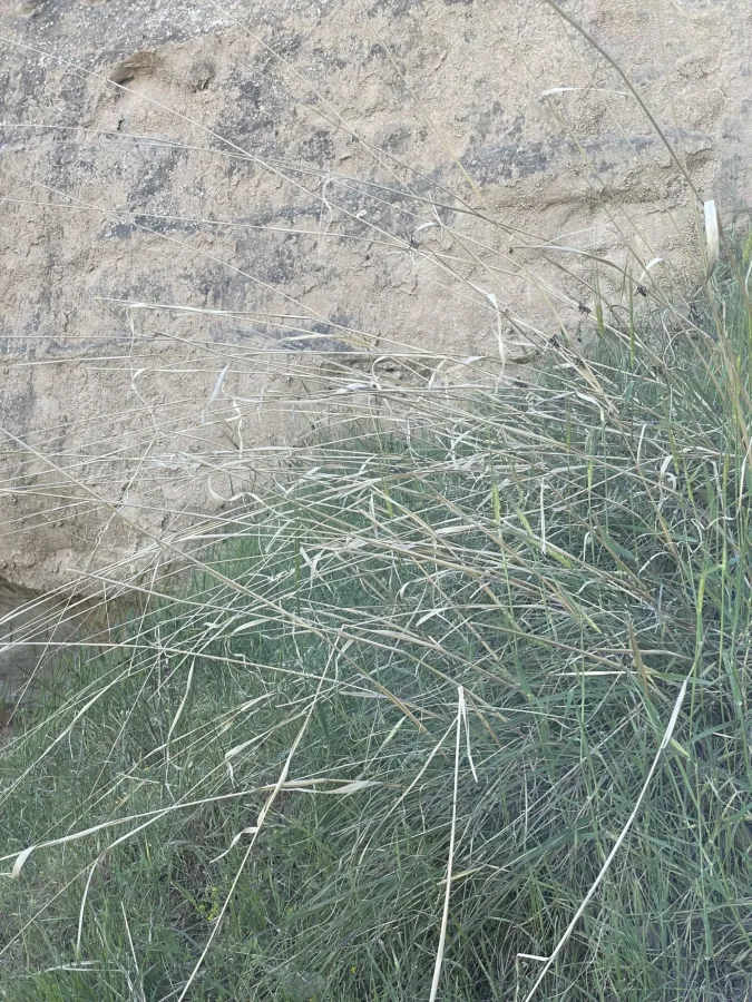 Chrysopogon gryllus