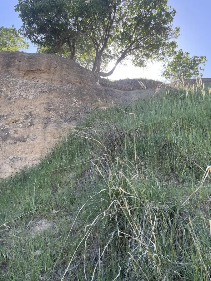Chrysopogon gryllus