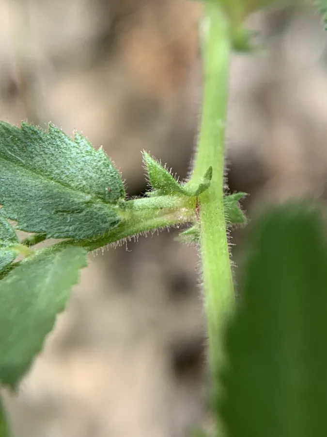 Cicer arietinum