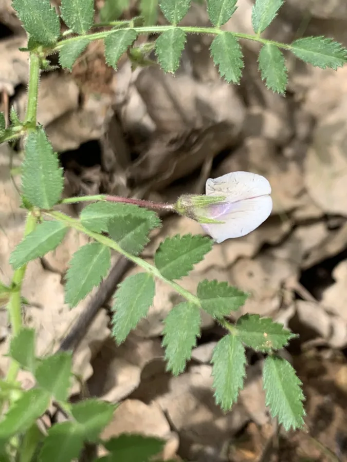Cicer arietinum