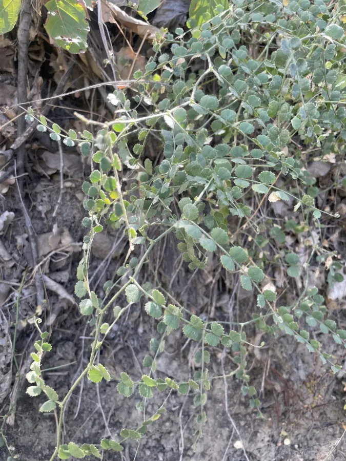 Cicer oxyodon