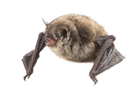 long-fingered bat