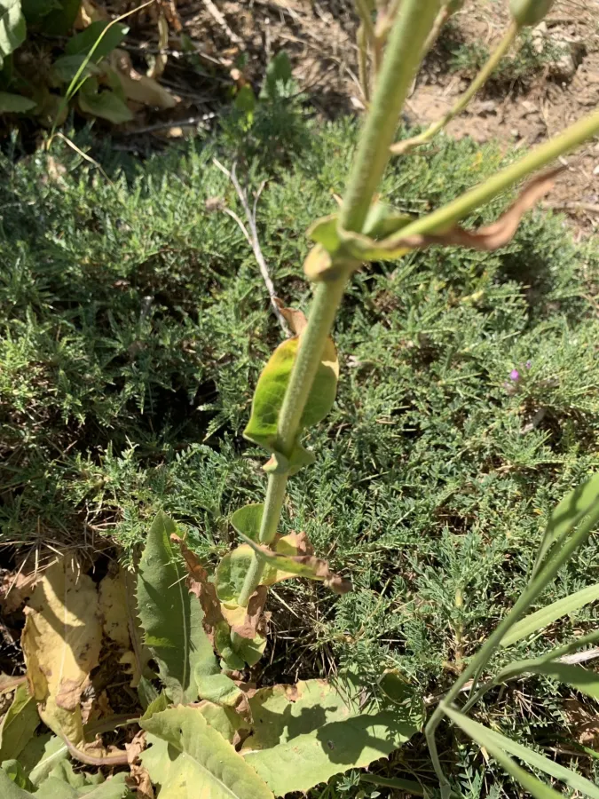 Cicerbita adenophora
