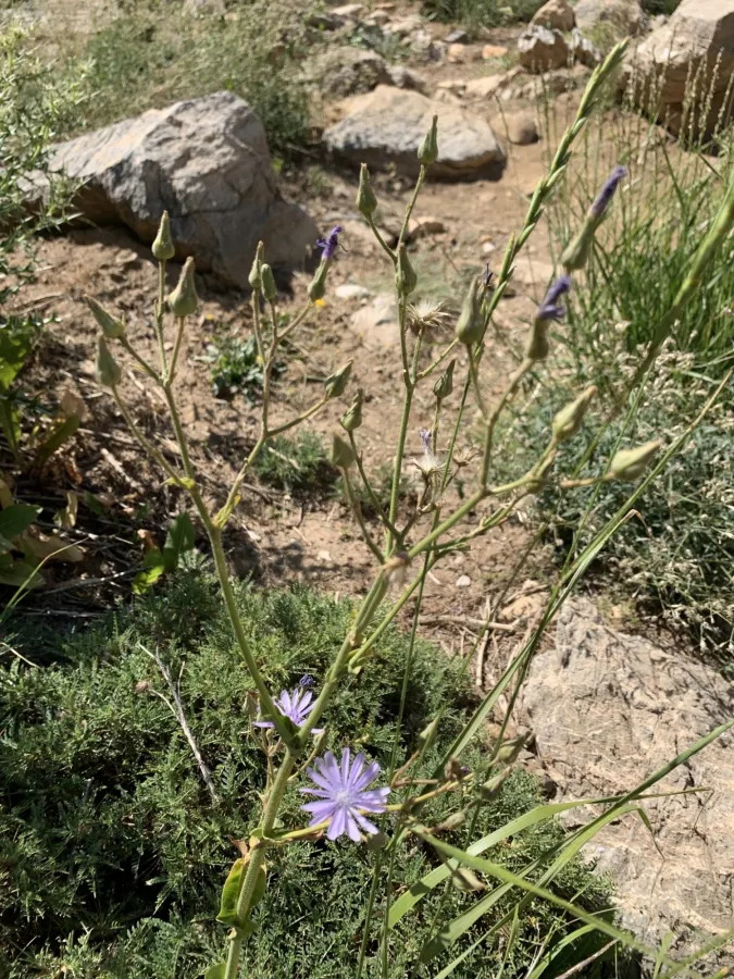 Cicerbita adenophora