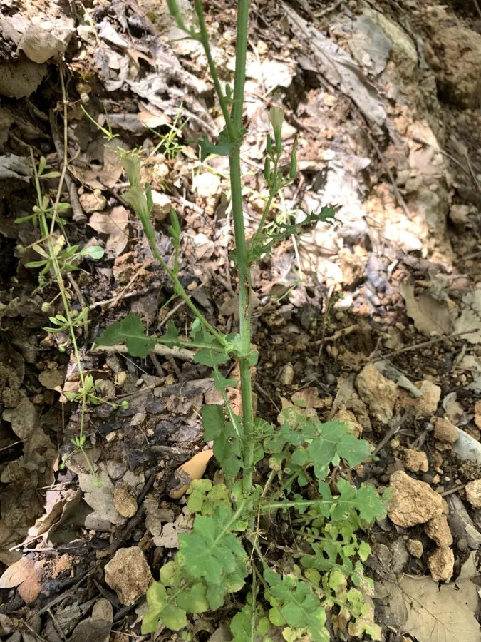 Cicerbita microcephala