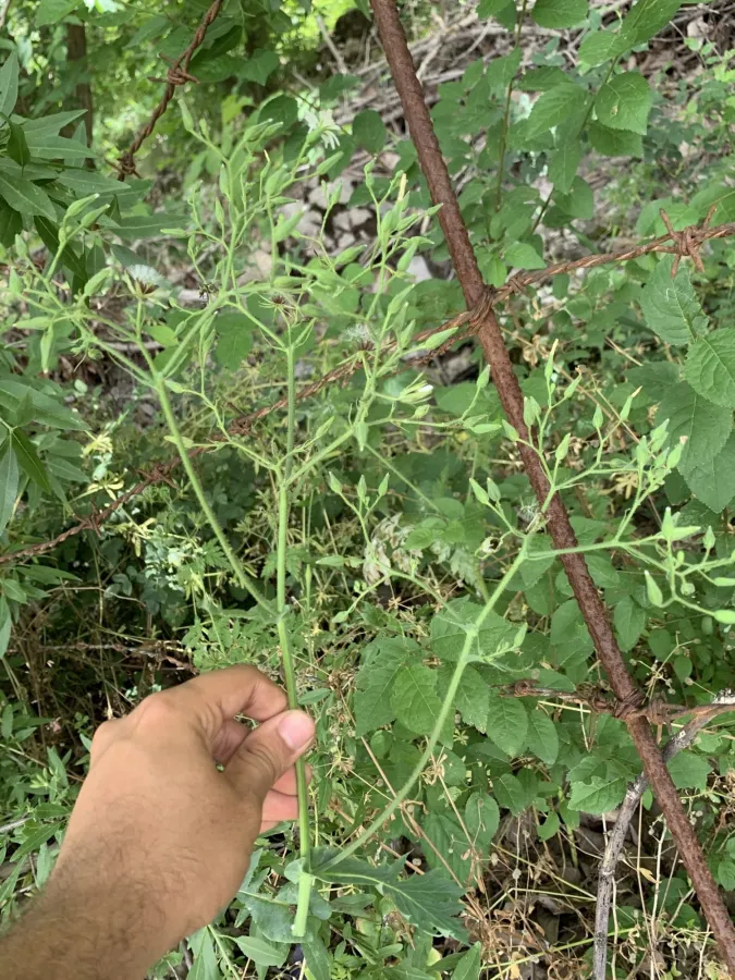 Cicerbita rechingeriana