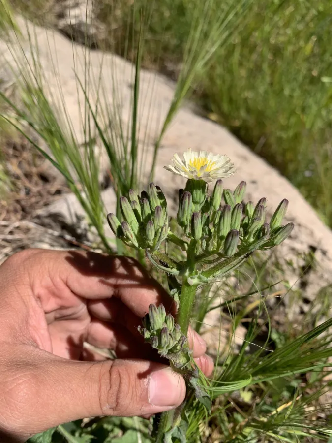 Cicerbita rechingeriana