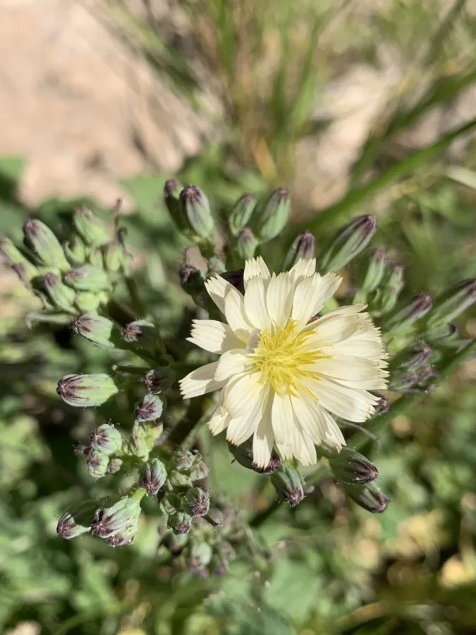 Cicerbita rechingeriana