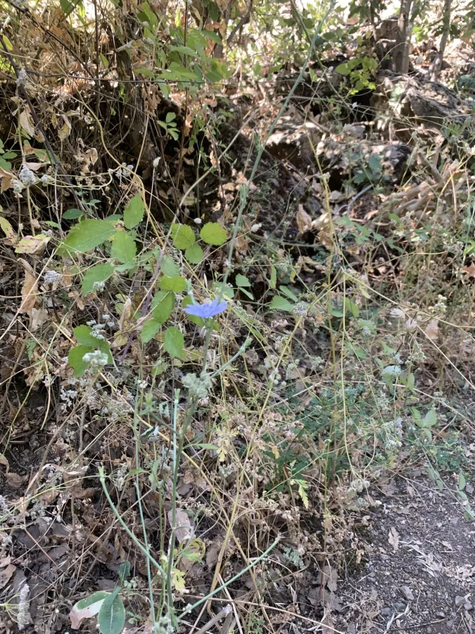 Cichorium intybus