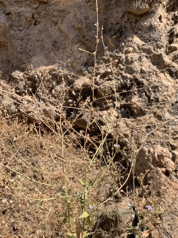 Cichorium intybus