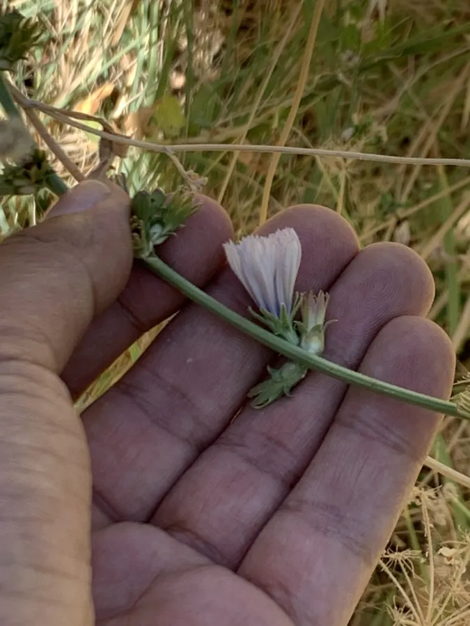 Cichorium intybus