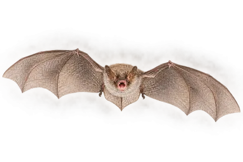 Geoffroy’s bat