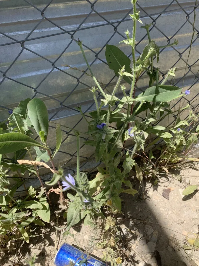 Cichorium pumilum