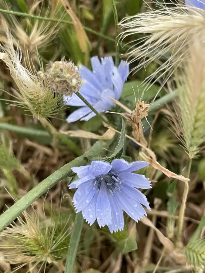 Cichorium pumilum