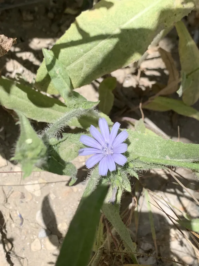 Cichorium pumilum