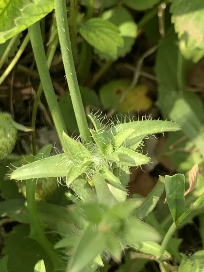 Cichorium pumilum