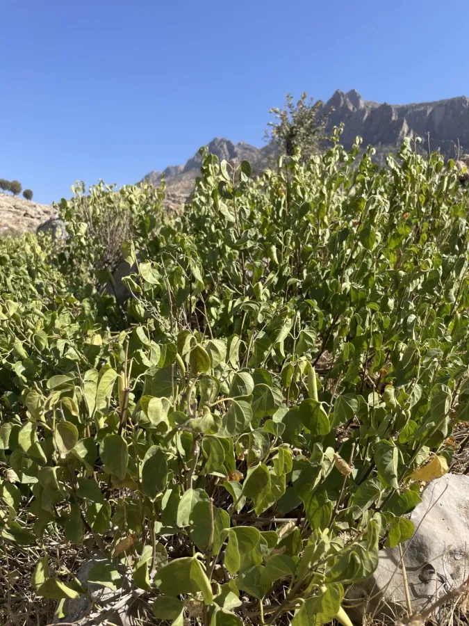 Cionura erecta