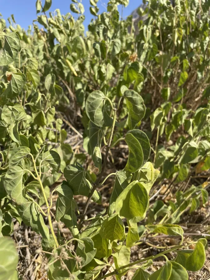 Cionura erecta