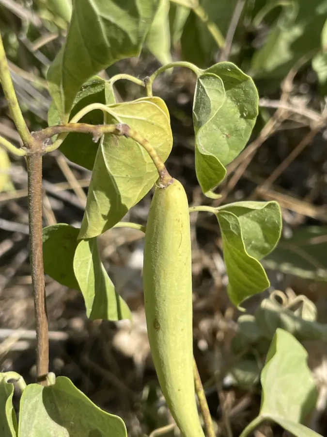 Cionura erecta