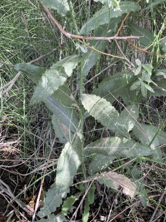 Cirsium elodes