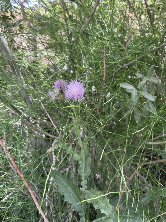 Cirsium elodes