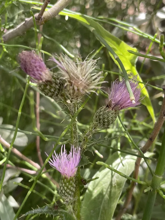Cirsium elodes