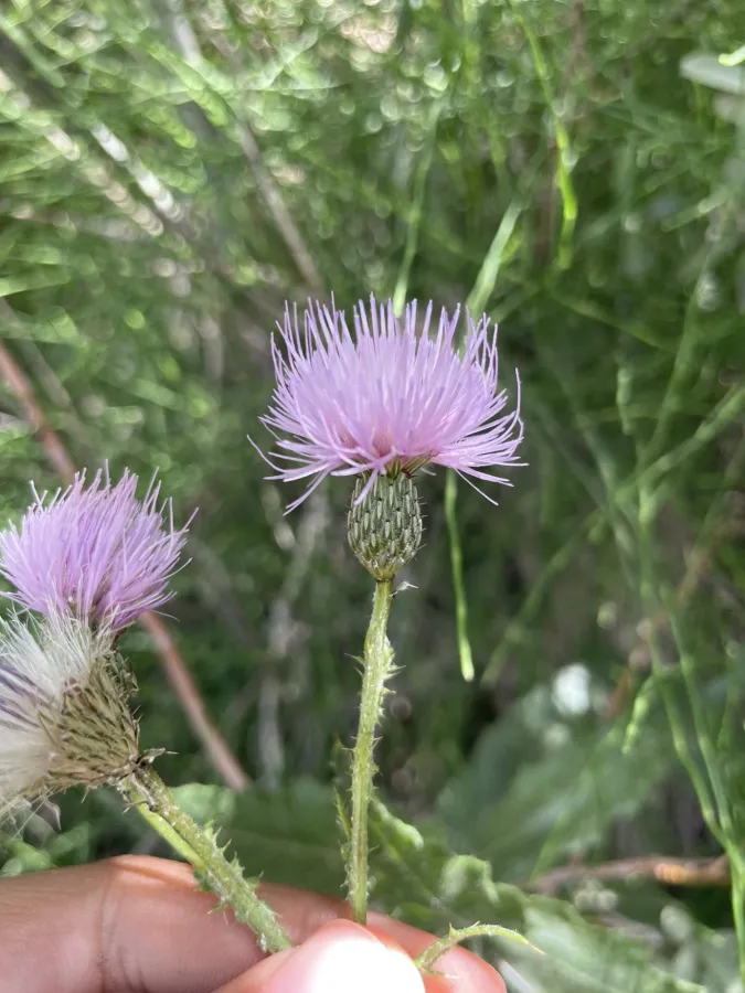 Cirsium elodes
