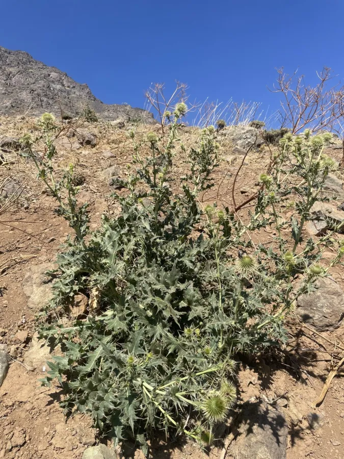 Cirsium karduchorum