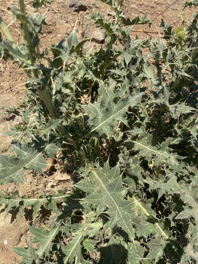Cirsium karduchorum