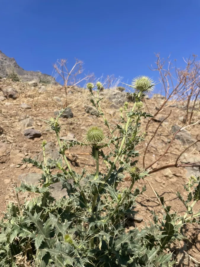 Cirsium karduchorum