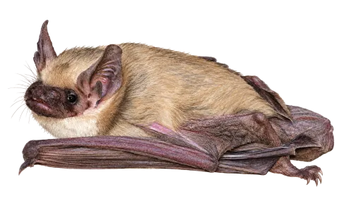 Botta’s Serotine