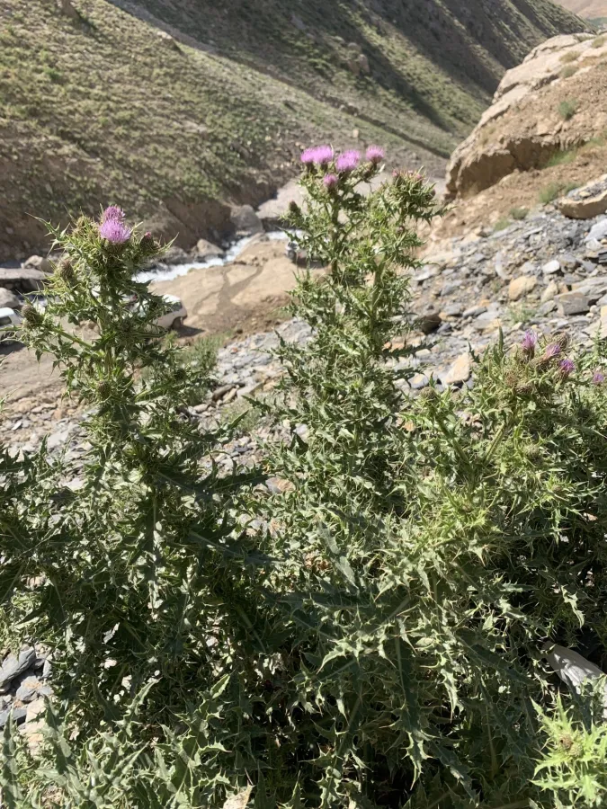 Cirsium libanoticum