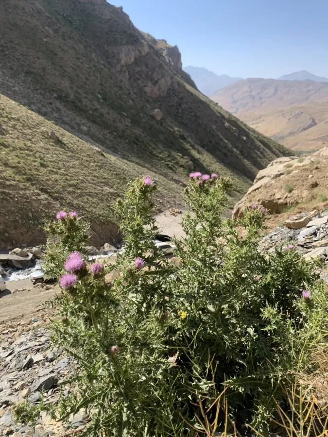 Cirsium libanoticum