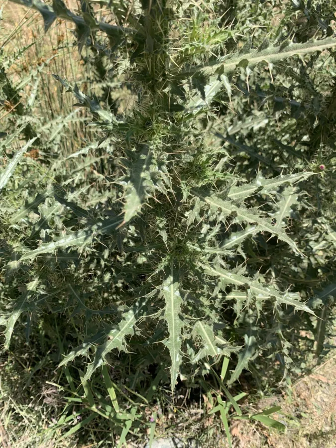 Cirsium libanoticum