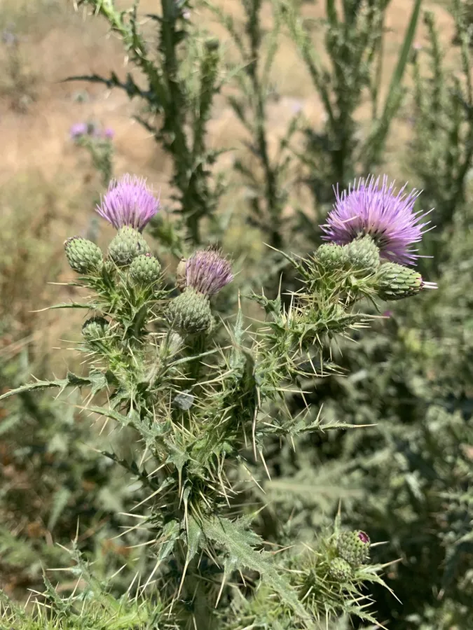 Cirsium libanoticum