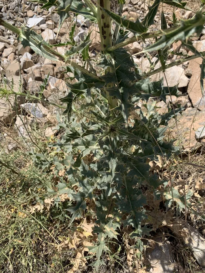 Cirsium sorocephalum
