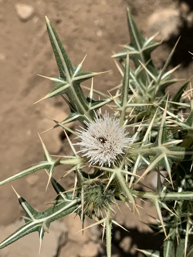 Cirsium strigosum