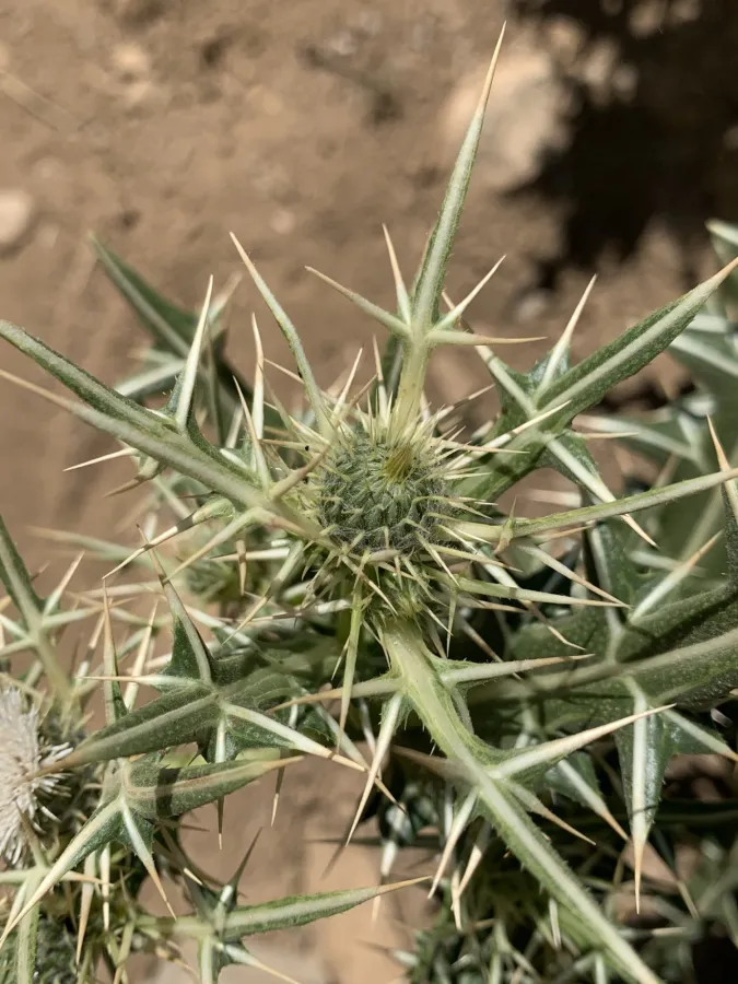 Cirsium strigosum