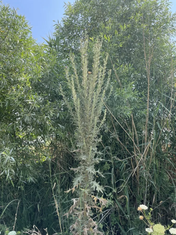 Cirsium vulgare