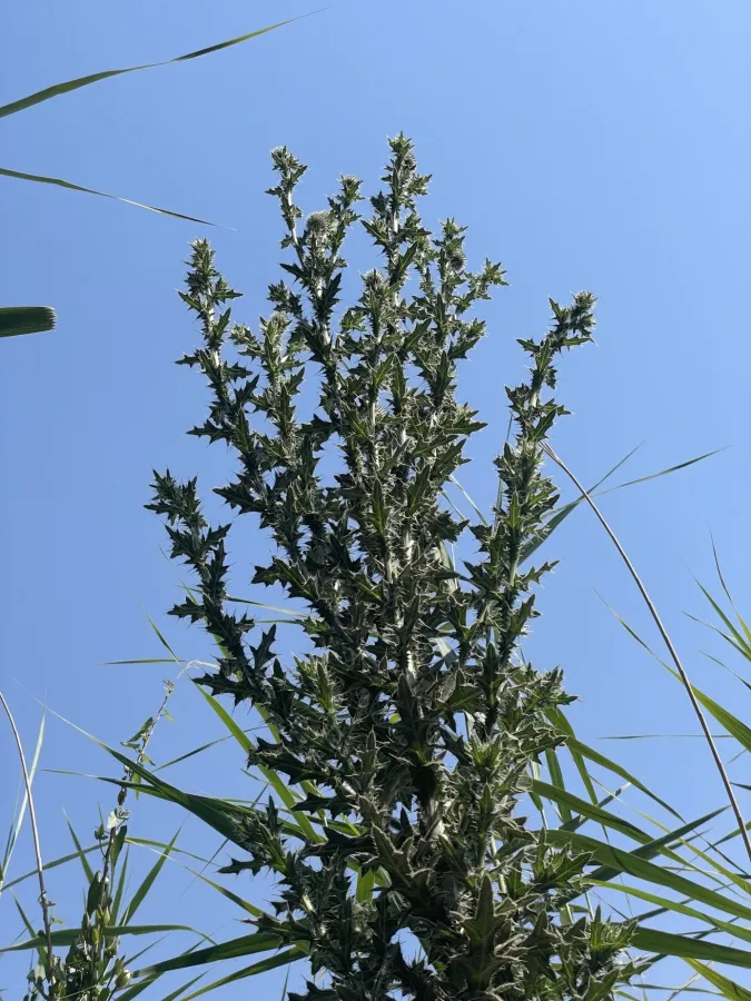 Cirsium vulgare
